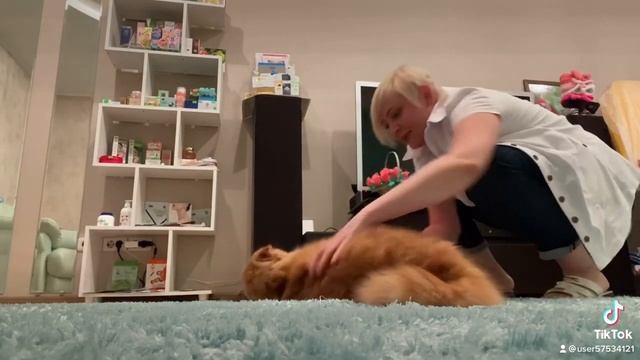 Ленивый кот/Васюша/Ржака/наглый кот/битва за территорию смотреть онлайн