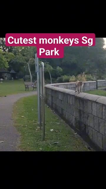 #shortsvideo #amazing #explore #singapore #natural #monkey #MacRitchie Reservoir Park #beautiful смотреть онлайн