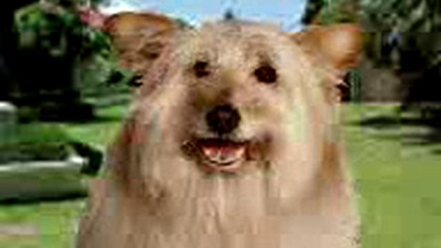 Хорошо быть кошкой смотреть онлайн