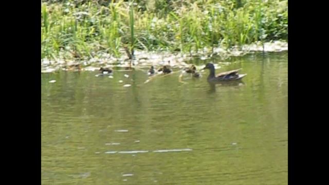 Усадьба Великого Устюга Усадьба Арлазорова. Утка с утятами в пруду Усадьбы Арлазорова. смотреть онлайн