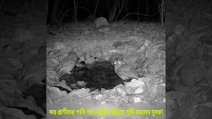 лесная поилка для птиц и животных