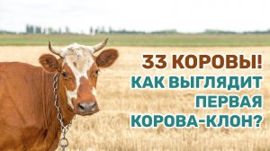 Впервые в России ученые из Усть-Лабинска клонировали корову