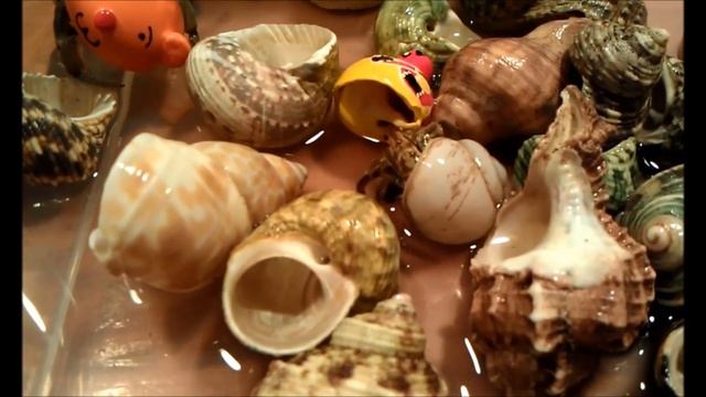 My new Ecuadorian Hermit Crabs shell shopping смотреть онлайн