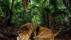 ПОЮ ПЕСНЮ "THE LION SLEEPS TONIGHT ("СЕГОДНЯ ЛЕВ ЗАСНУЛ")" ИЗ МУЛЬТФИЛЬМА "КОРОЛЬ ЛЕВ"