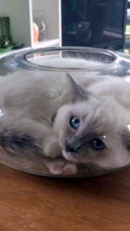 Кошки это жидкость