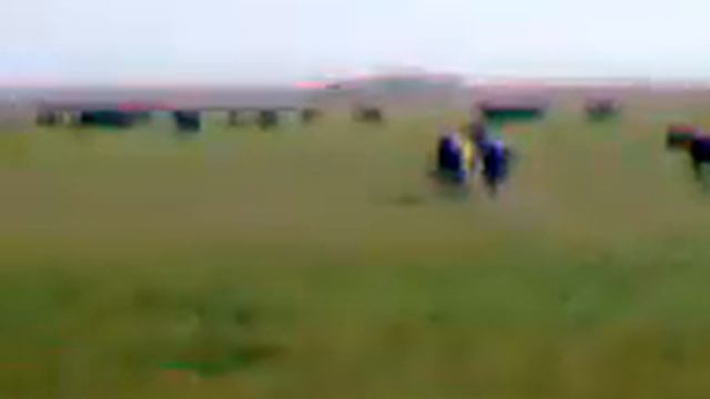 Табун лошадей 🐴 смотреть онлайн