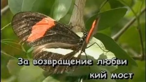 КАРАОКЕ 007 ВЫПЬЕМ ЗА ЛЮБОВЬ НИКОЛАЕВ И Karaoke114