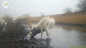 Приоткрывая заповедные двери… Сайгаки и лужа