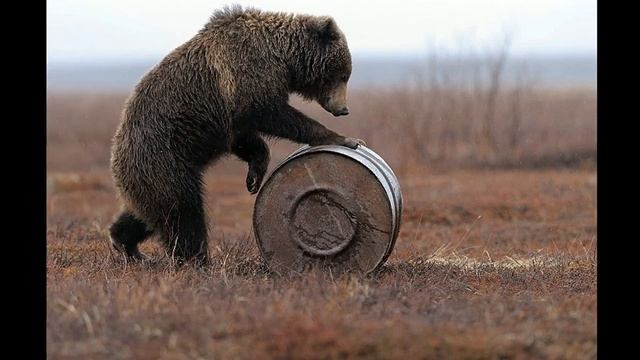 не буди русского медведя смотреть онлайн