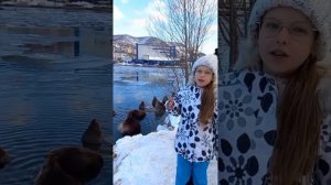 Камчатские сивучи