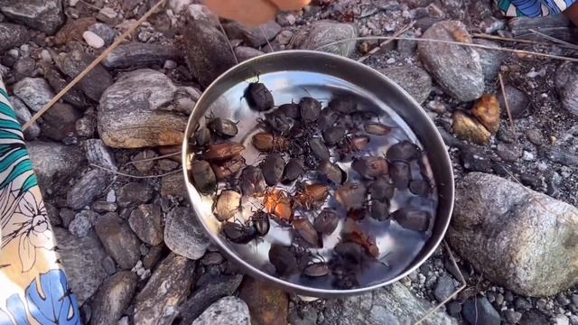 Gandhi Puk Dhoohne aaya Dus Nalla Tezu || Demwe || Arunachal Pradesh || ama m || смотреть онлайн