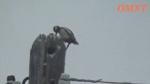 219. ДЯТЕЛ ДЕНЬ ВТОРОЙ...