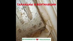 Тараканы в вентиляции