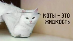 Кошки это жидкость
