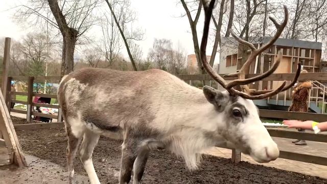 Крошкитерешки кормят северного оленя морковкой. Адвент календарь смотреть онлайн
