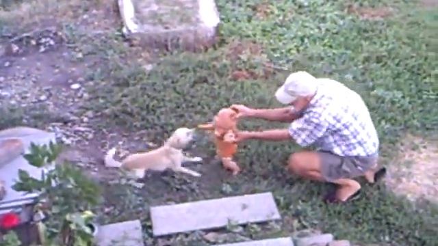 Мой папа дразнит собаку смотреть онлайн