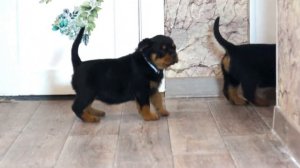 Щенки ротвейлера Ева и Блэкто, питомник Рус РПХ Некар