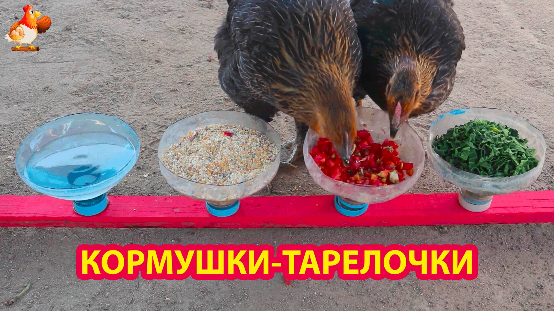 Кормушки тарелочки на дощечке курам несушкам понравились ❣️🐓😂