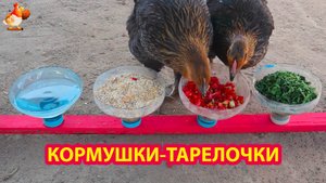 Кормушки тарелочки на дощечке курам несушкам понравились ❣️🐓😂
