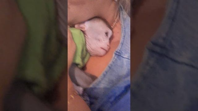 Всем спокойной ночки,добра,мира! смотреть онлайн