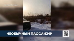 В Нижнекамске спасли застрявшую в заборе косулю и вернули её в лес