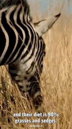 Zebra - One Minute Wildlife Documentary #shorts