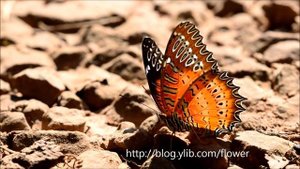 紅鋸蛺蝶 Cethosia biblis