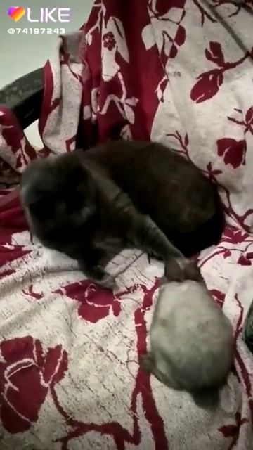 Кот и кролик смотреть онлайн