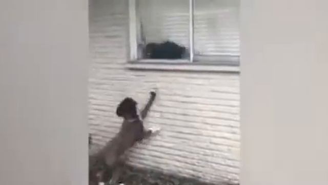 Только чистый смех смотреть онлайн