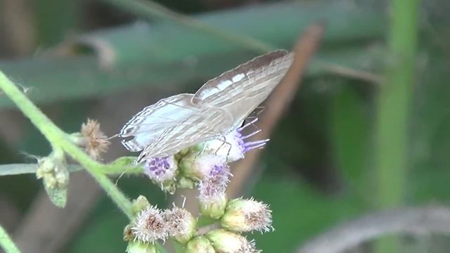 Common Cerulean (DSF) - Jamides celeno (SHRIKANT MADHAV KELKAR) смотреть онлайн