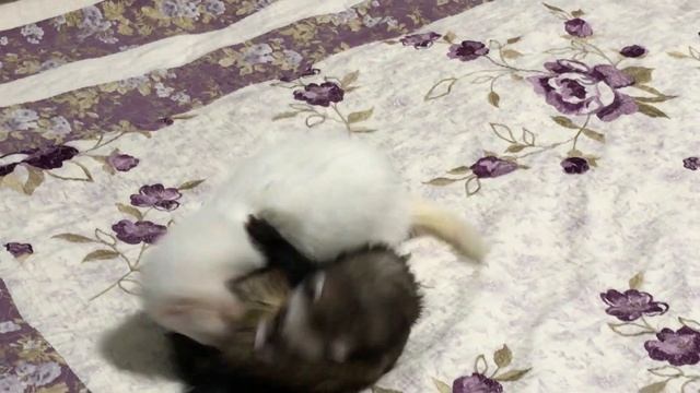 ХОРЬКИ смотреть онлайн