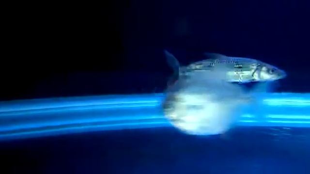 Armatus tiger fish new fish смотреть онлайн