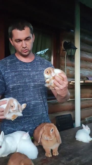 Рыжие и белые декоративные кролики смотреть онлайн