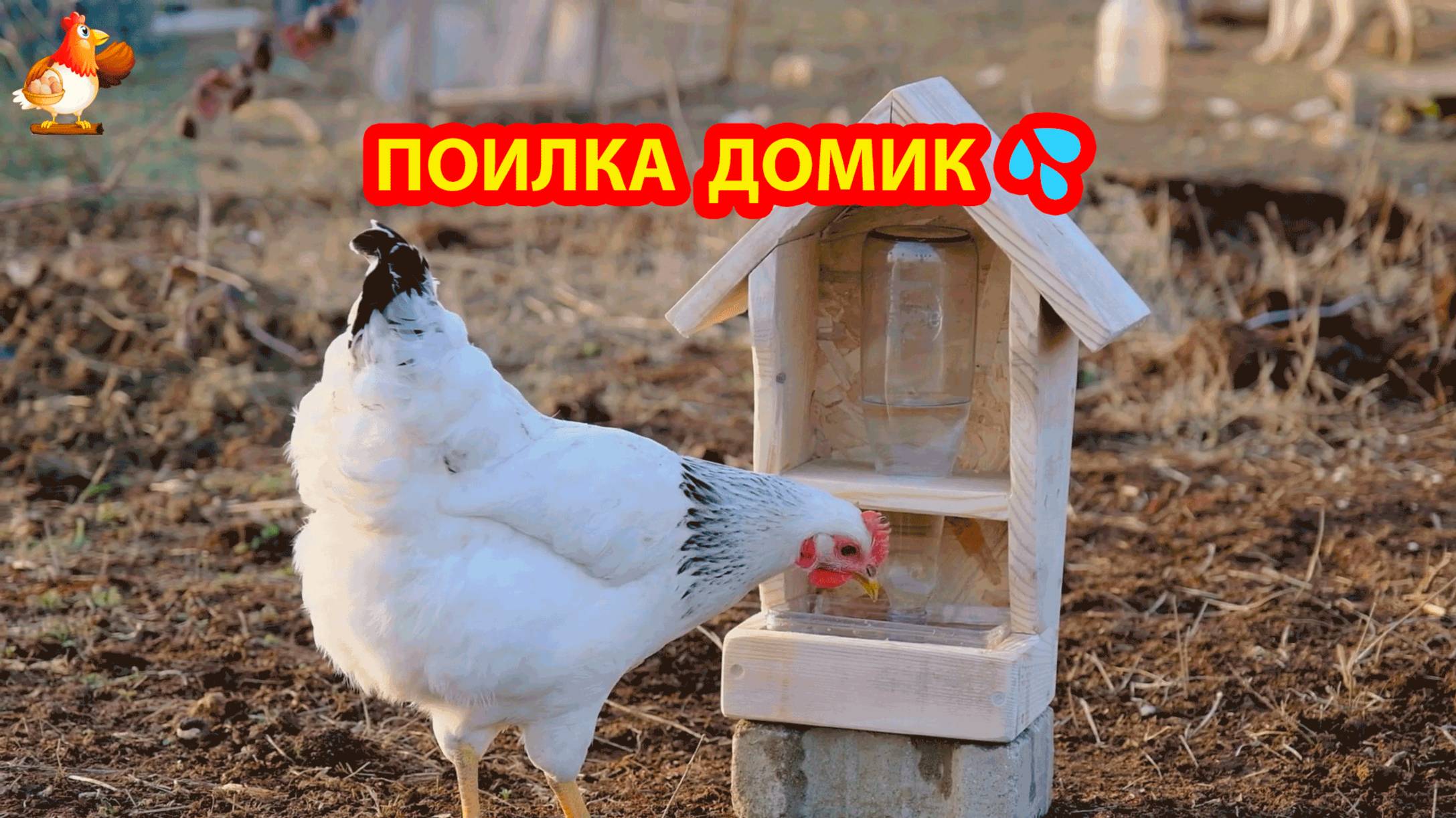 Поилка курам в форме домика понравилась несушкам 💦🐓❣️