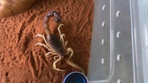 Parabuthus Schlechteri -  Scorpion Feeding 4