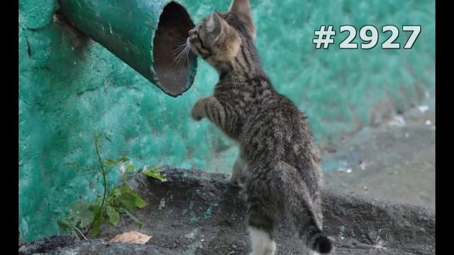 #2927. Коты (В мире животных) смотреть онлайн
