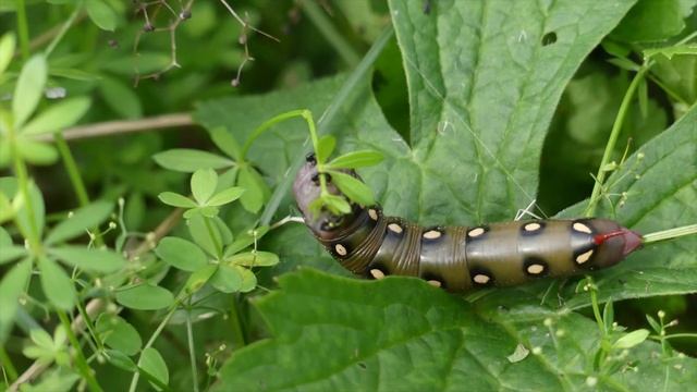 Galium Sphinx moth (Hyles gallii) caterpillar смотреть онлайн