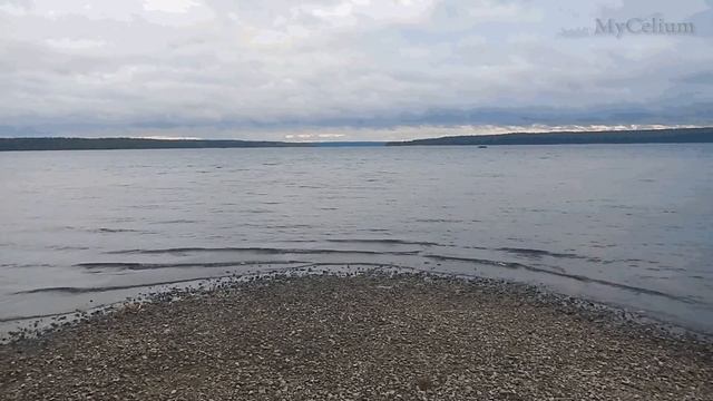 MyCelium - ZALIC смотреть онлайн