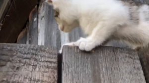 Первый котёнок глухой кошки