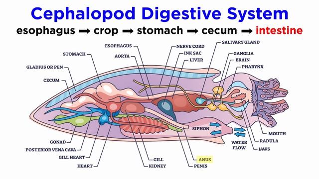 Phylum Mollusca Part 4: Class Cephalopoda (Squids, Nautiluses, Cuttlefish, and Octopuses) смотреть онлайн