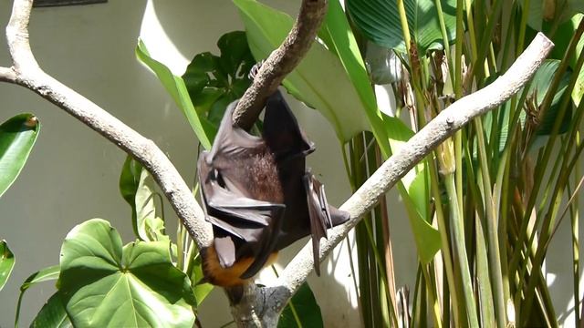 Flughund смотреть онлайн