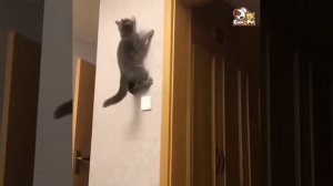 Кошачий паркур)))