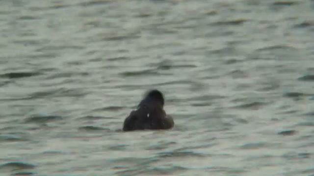 Great skua Stercorarius skua смотреть онлайн