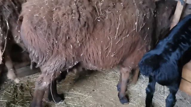 Послеродовое отделение в моей миниферме😅 смотреть онлайн