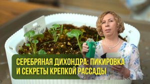 Серебряная дихондра: пикировка и секреты крепкой рассады