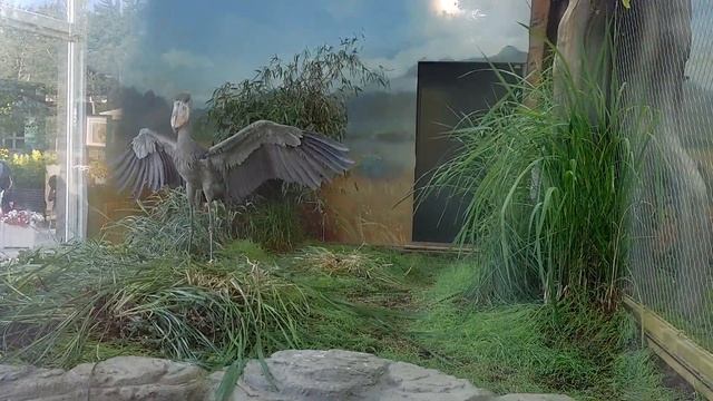 Китоглавы поселились в новом вольере Московского зоопарка смотреть онлайн