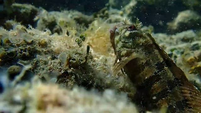 Tompot blenny (Parablennius gattorugine) смотреть онлайн