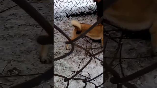 Западно-Сибирские лайки "Саян"и "Сара" посадили кабана г.Поворино смотреть онлайн