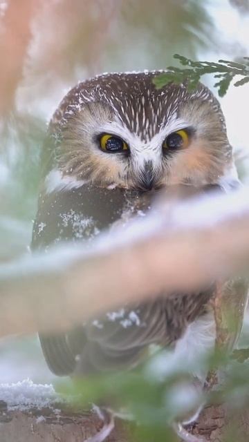 owl in forest#youtubshorts #youtubshortvideo #nature #shortvideo смотреть онлайн