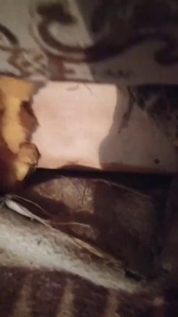 Другий диван за три роки))Мабуть колір не сподобався)) #моїсобаки #буль #2023 #смішні смотреть онлайн